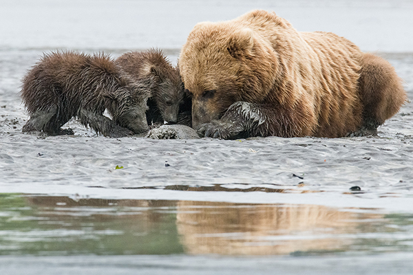 C mo Fotografiar La Regi n De Los Osos De Alaska C mo Fotografiar La Regi n De Los Osos De Alaska