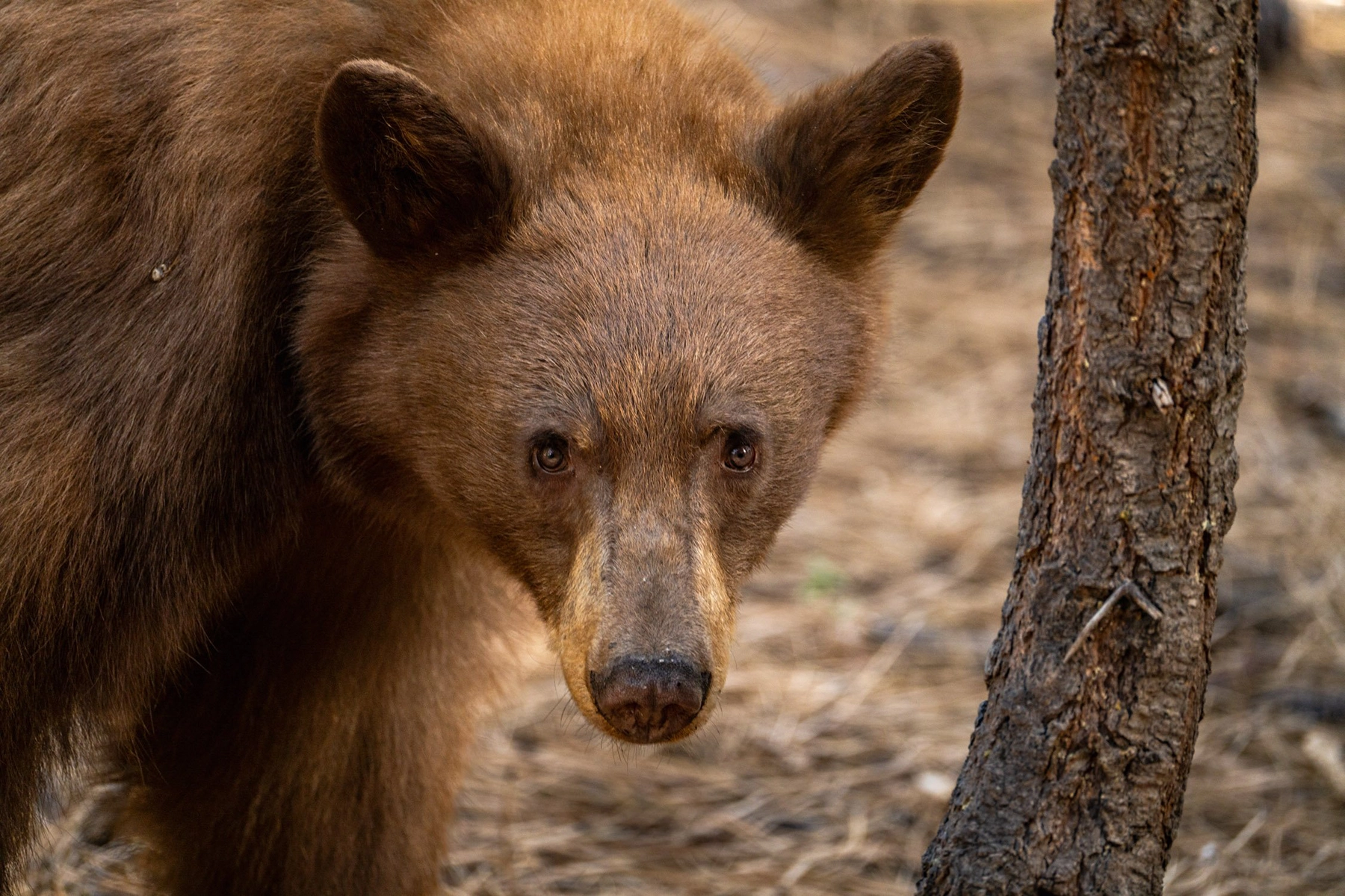 Close up of a bear