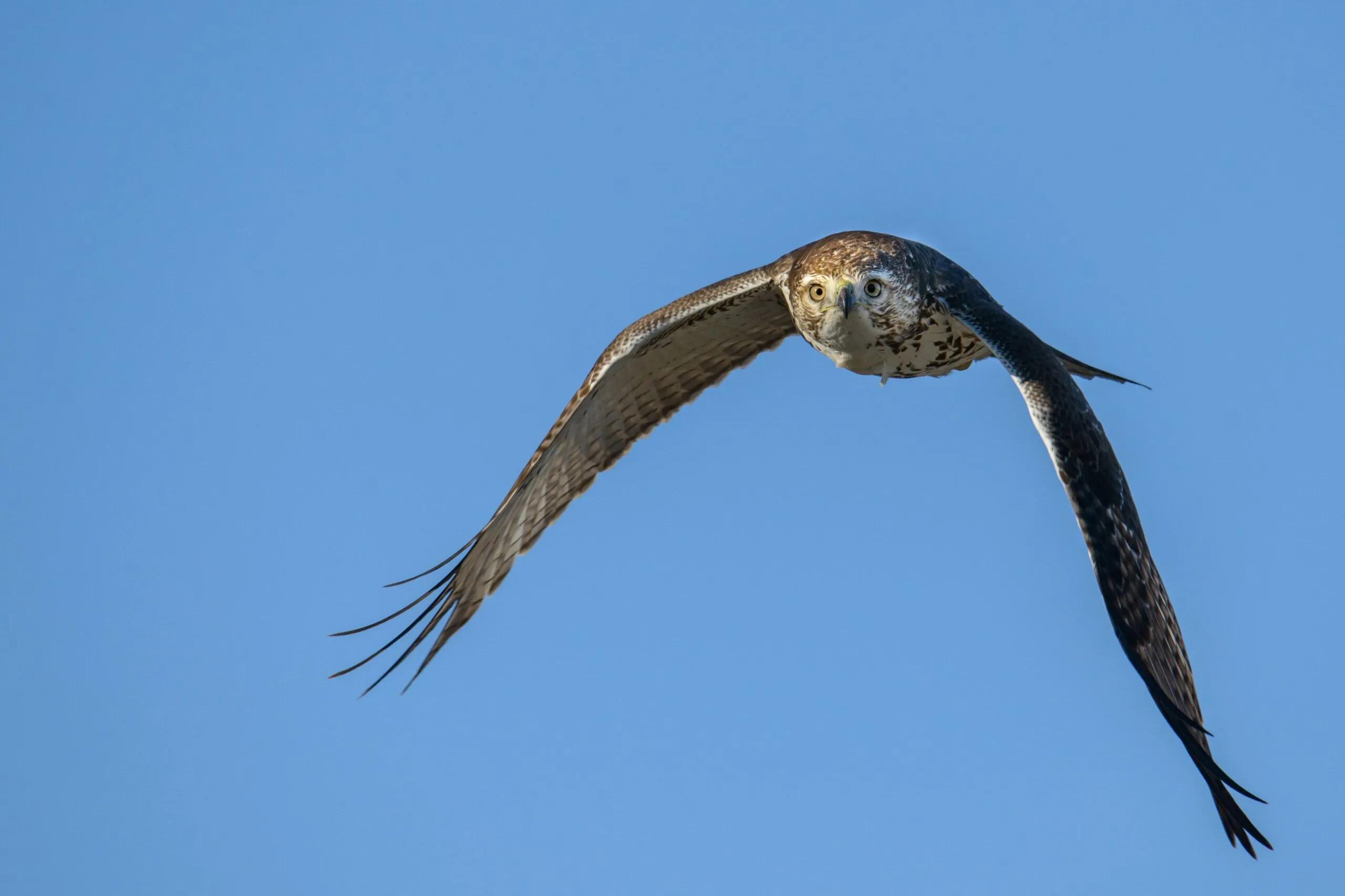 Tamron 150-600 G2 Canon & Nikon - SP 150-600mm F5-6.3 Di VC