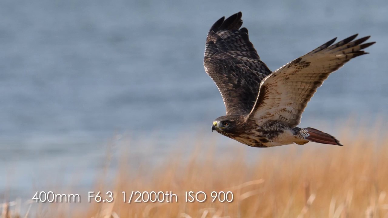 Reproductor de vídeo YouTube