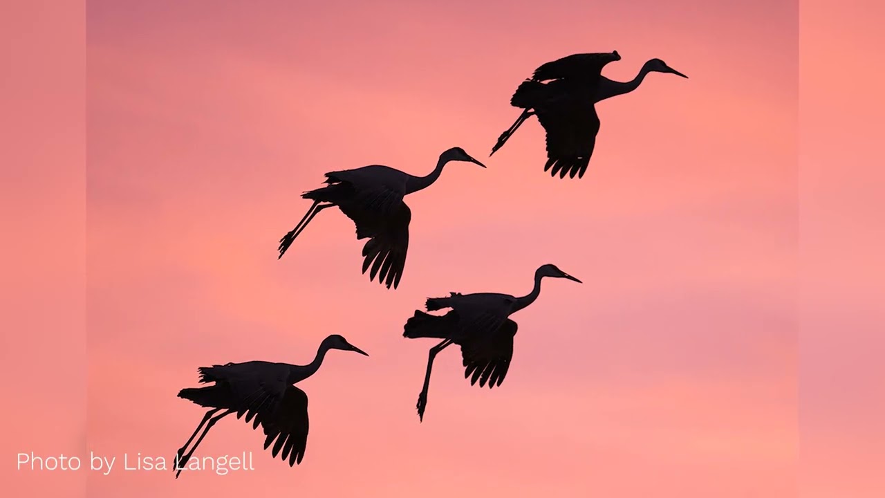 Reproductor de vídeo YouTube