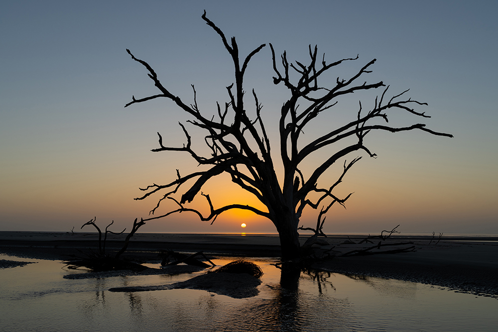 Silhouetted driftwood tree at sunset on Ossabaw Island, with vivid color gradients and sharp detail captured using the Tamron 35-150mm F2-2.8—highlighting low-light performance in this hands-on lens review.