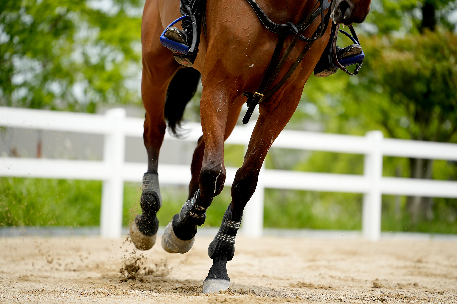 Close-up of a horse galloping in an arena, with sand kicking up—an example of equestrian action shots captured with fast lenses.