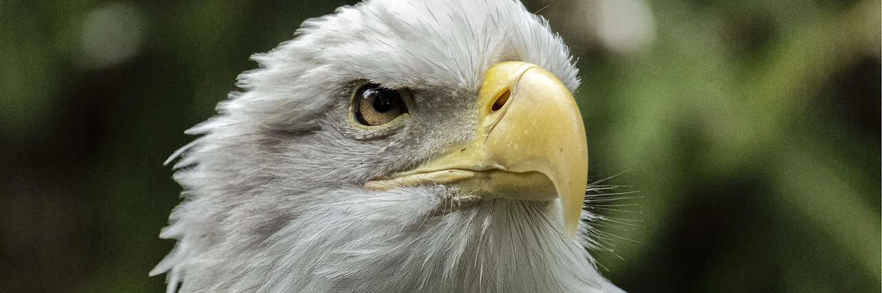Close-up portrait of an eagle captured with a telephoto lens using image stabilization.