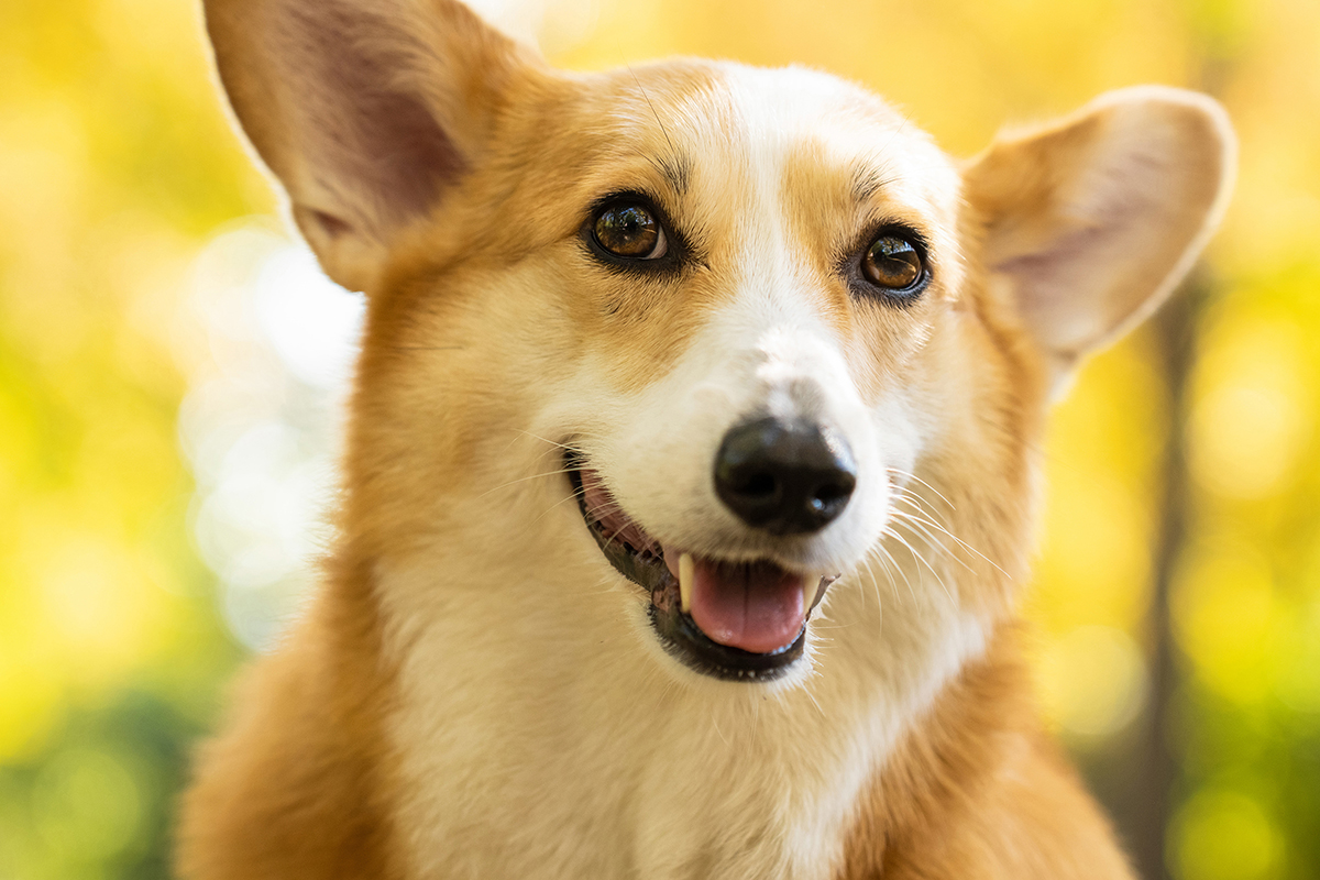 A dog with blurred background