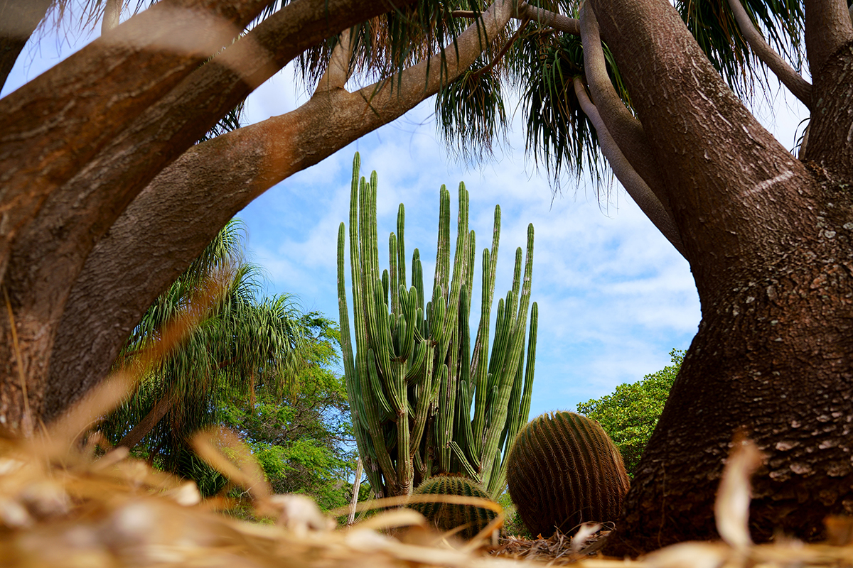 Cactus framed by a tree