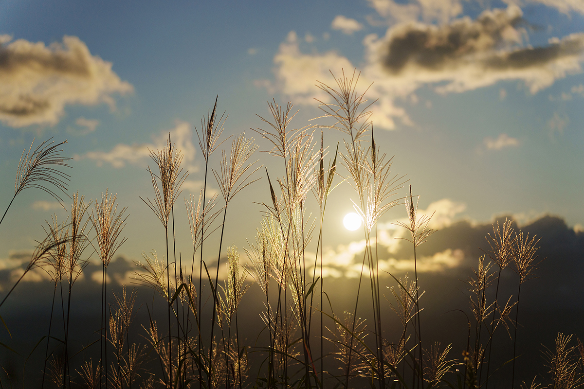 Backlit wheat