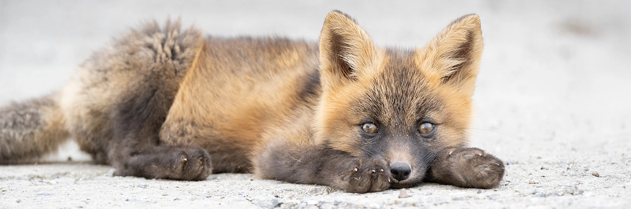 Primer plano de un cachorro de zorro rojo tumbado en el suelo con la cabeza apoyada en las patas.