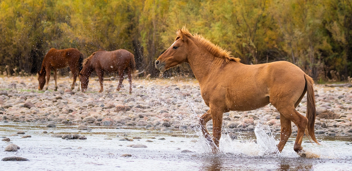 Alt text: Wild horse running through shallow river with water splashing and other horses in background.