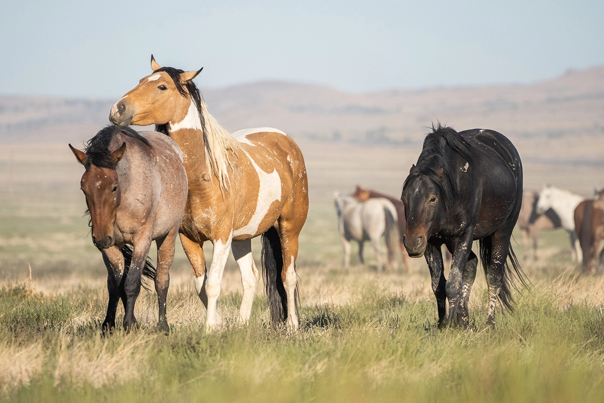 Alt text: Group of wild horses interacting in open grassland showing natural herd behavior.