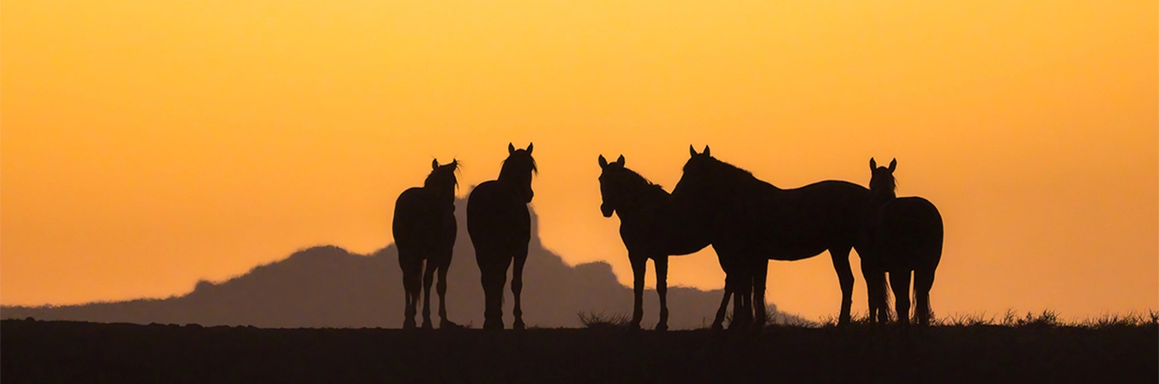 Panoramic view of wild horse silhouettes standing on ridge at sunset with expansive sky.