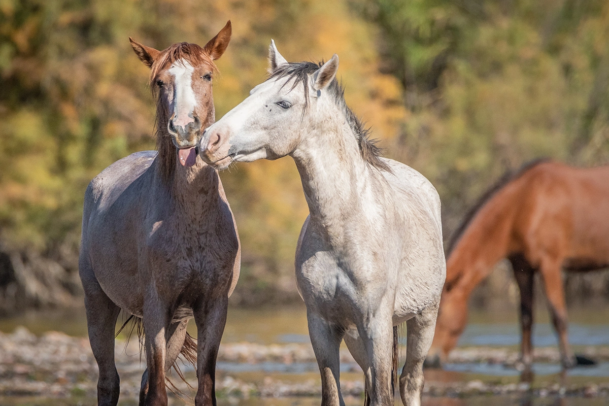 Alt text: Two wild horses standing close together near water showing social interaction and detail.