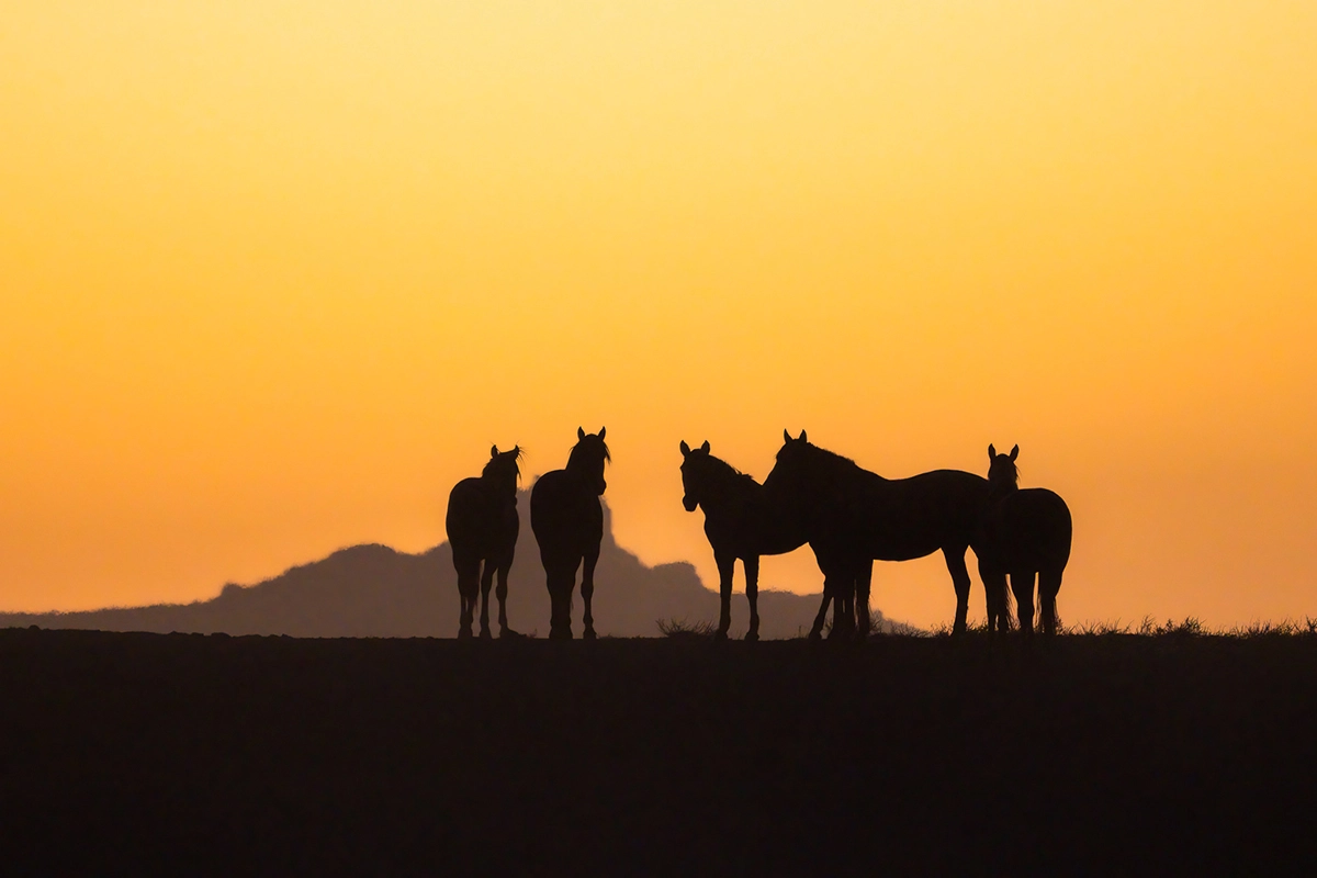 Silhouettes of wild horses standing along a ridge at sunset with warm glowing sky in background.