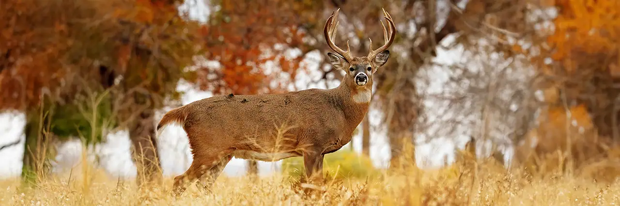 White-tailed deer standing in autumn field photographed with a telephoto lens.