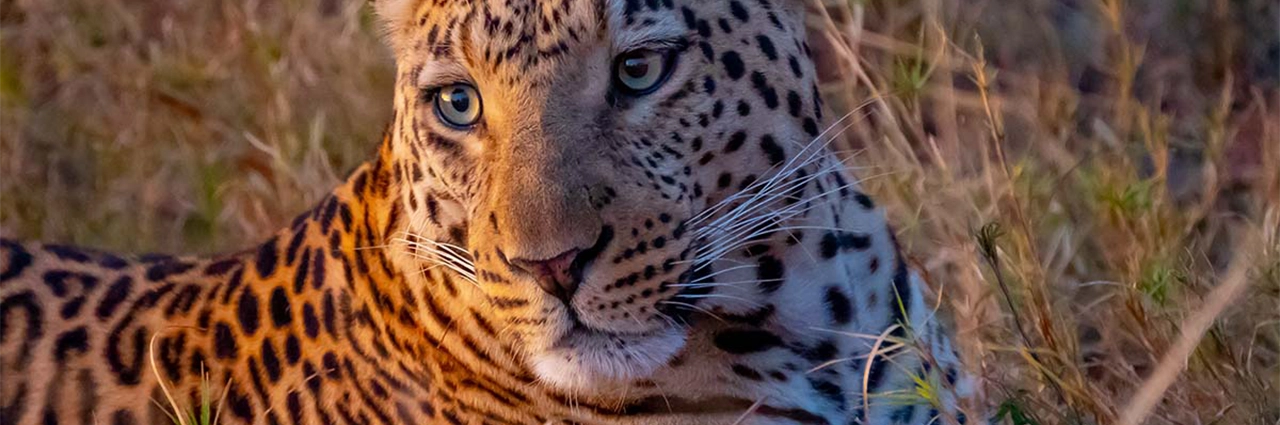 Rosto de leopardo em close-up com detalhes nítidos e fundo suave em fotografia de safári de vida selvagem.