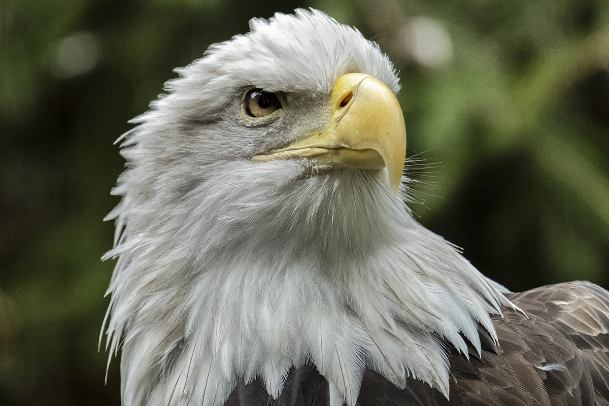 Portrait d'aigle réalisé avec le téléobjectif Tamron pour l'appareil photo Fujifilm de la série X