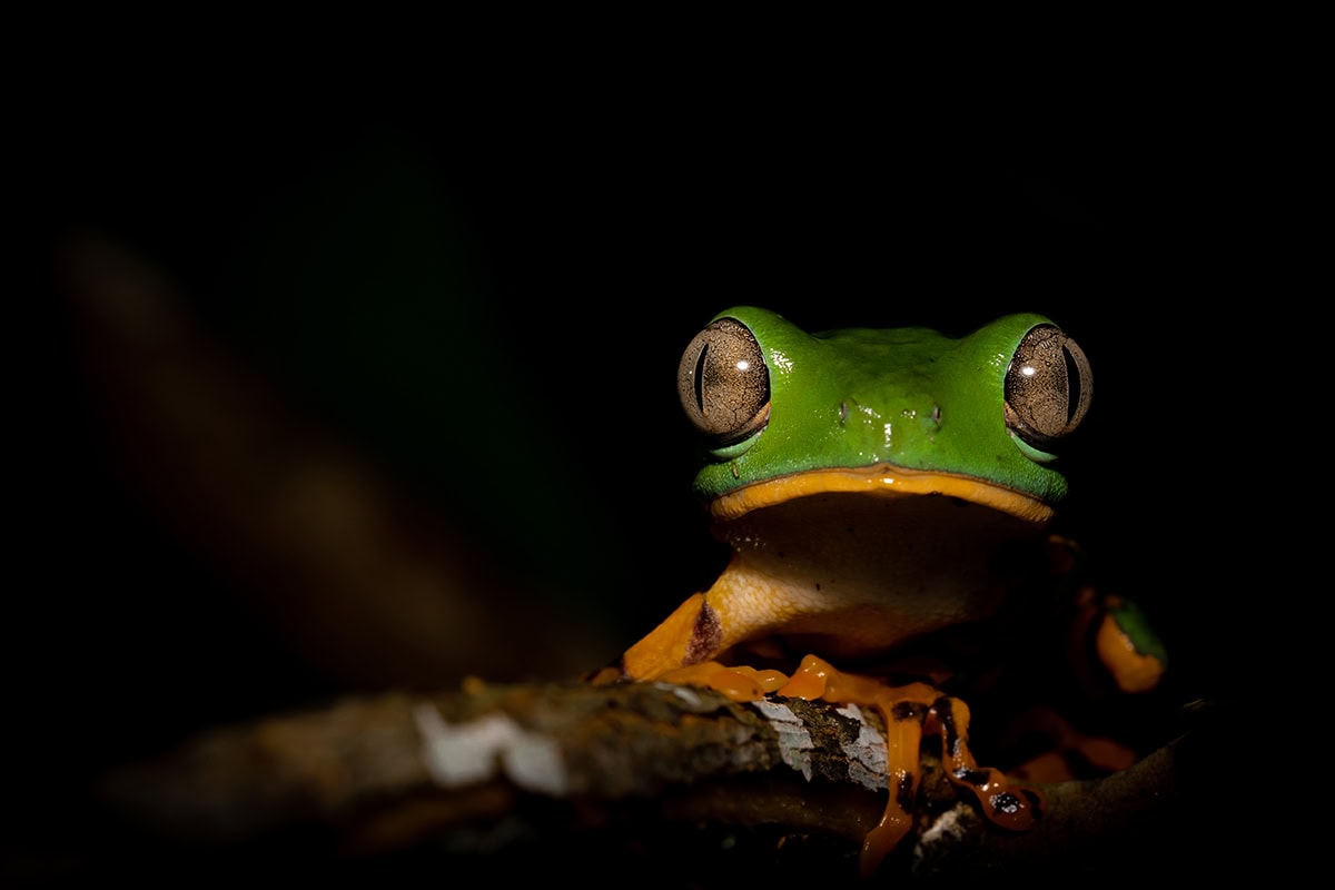 Capturing the Creatures of the Amazon | Tamron