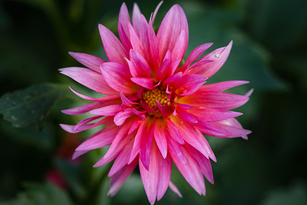 Close-up of a vibrant pink flower captured with a macro lens, showing fine detail and shallow depth of field—an example of choosing the right lens for flower photography.