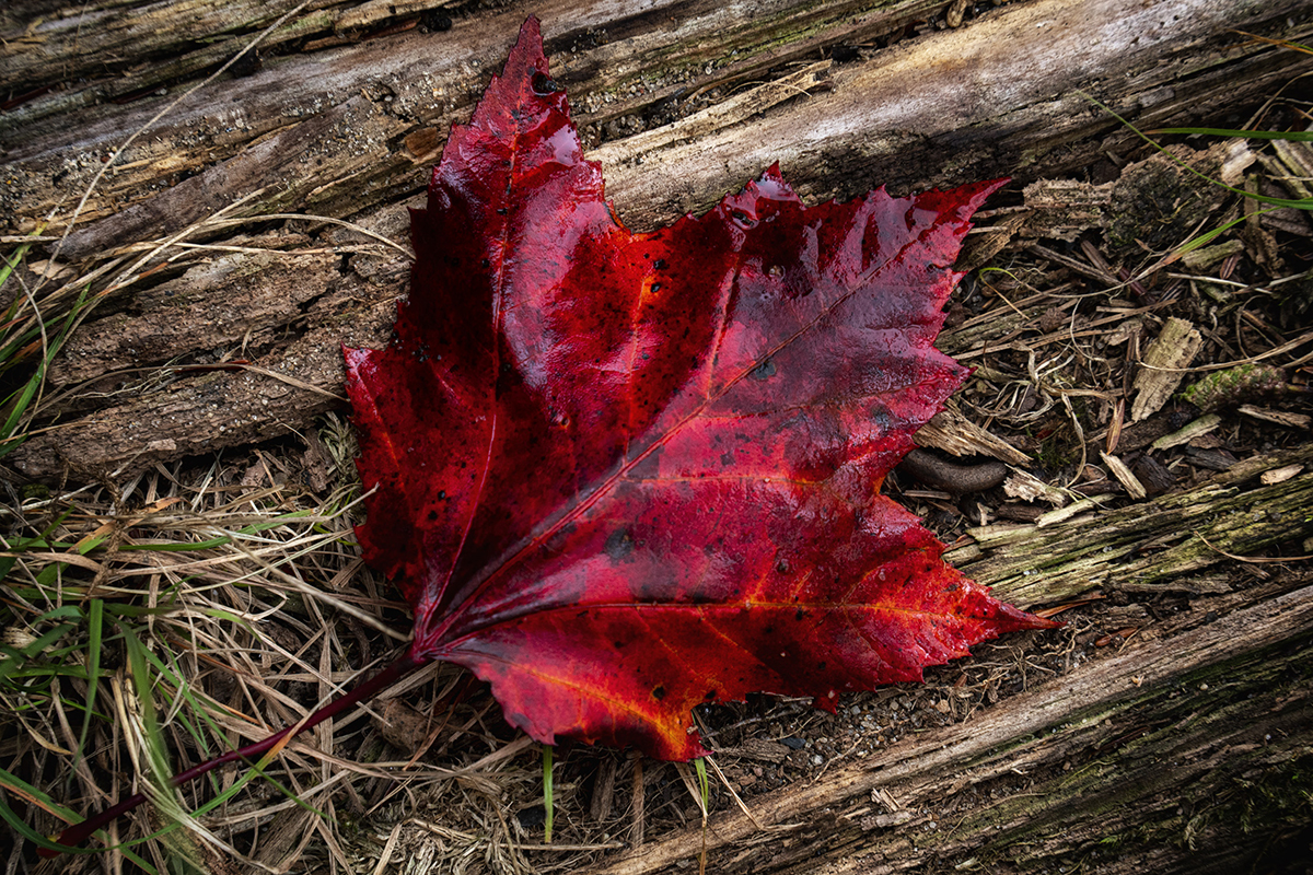 A red leaf on the brown ground