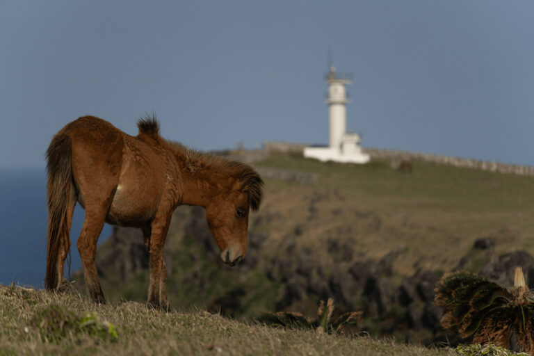 Mini pony