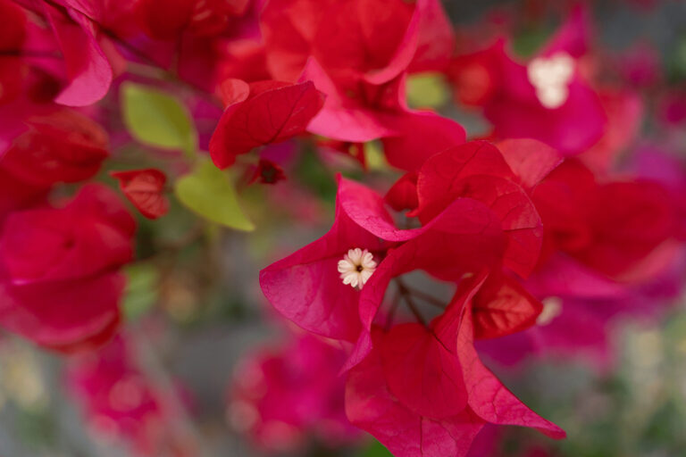 Close-up of pink flowers