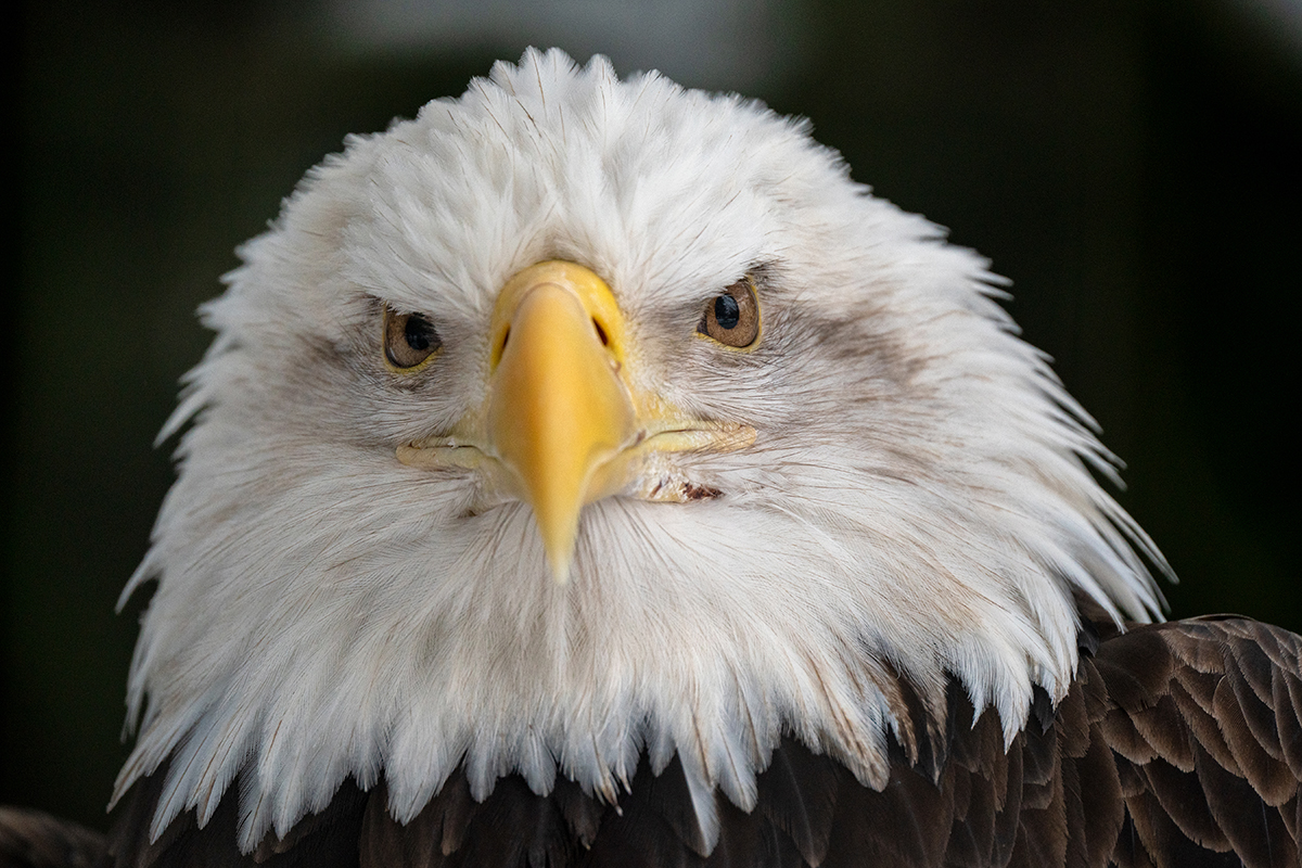 Eagle portrait