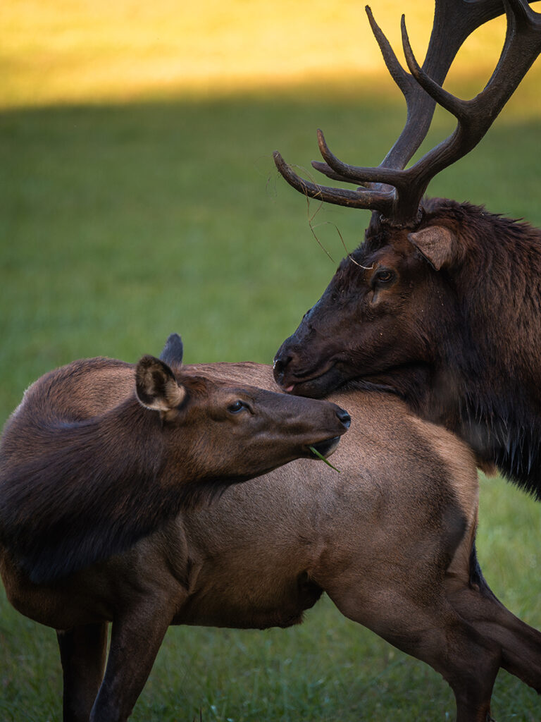 Two elk in close interaction, with one gently nudging the other's back, set against a grassy background with soft, golden light.