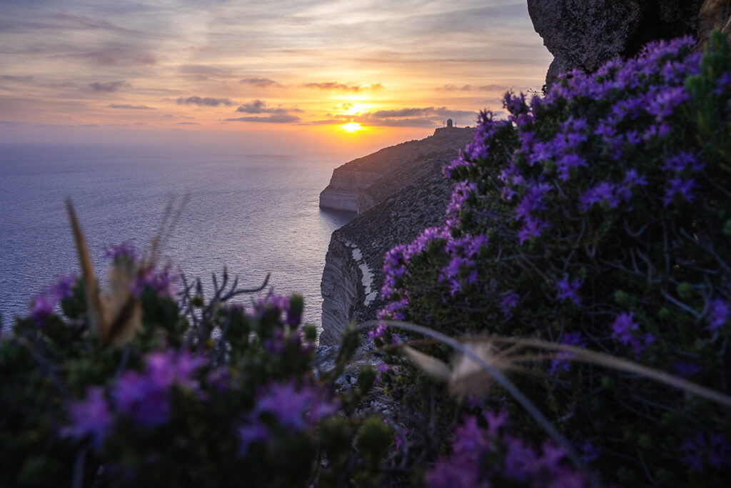 Coastal sunset with purple flowers in the foreground, steep cliffs overlooking the sea.