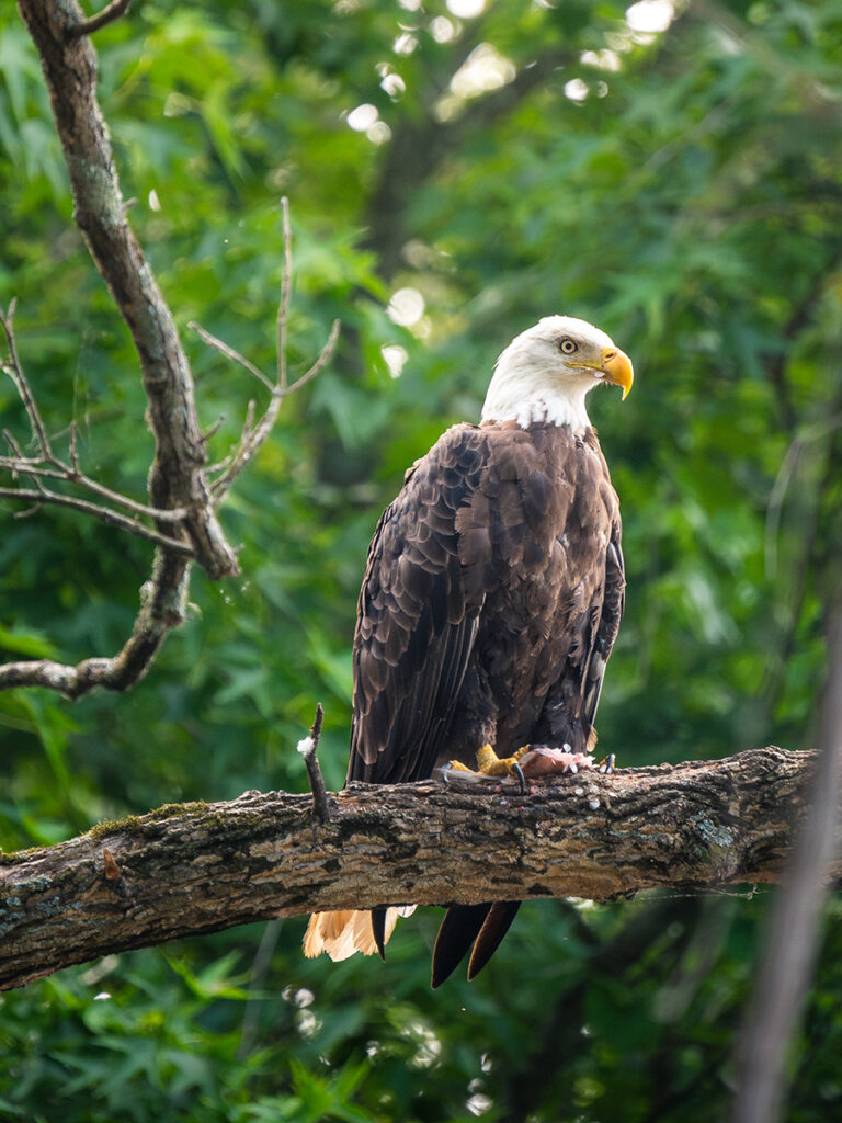 A bald eagle is perched on a tree branch with lush green foliage in the background.