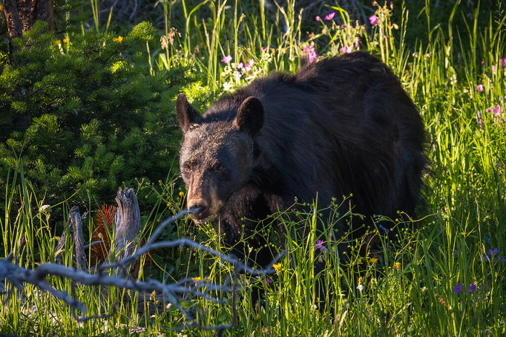 A black bear walks through a sunlit meadow filled with tall grass and wildflowers.