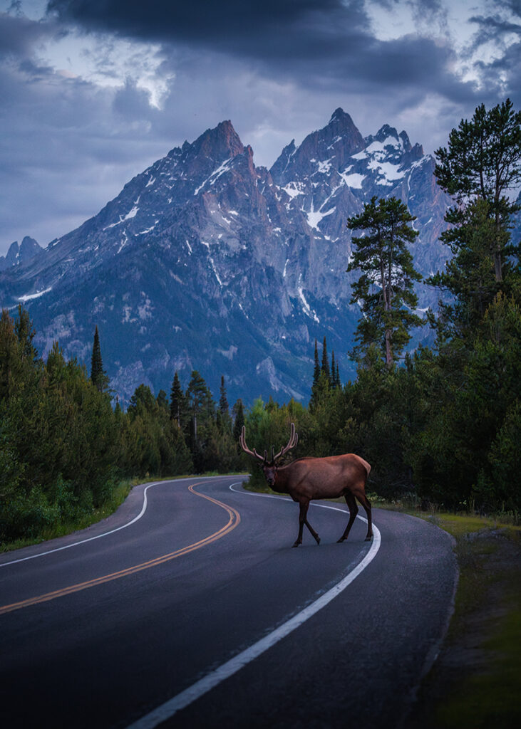 A large elk crosses a winding road with towering snow-capped mountains in the background at dusk.