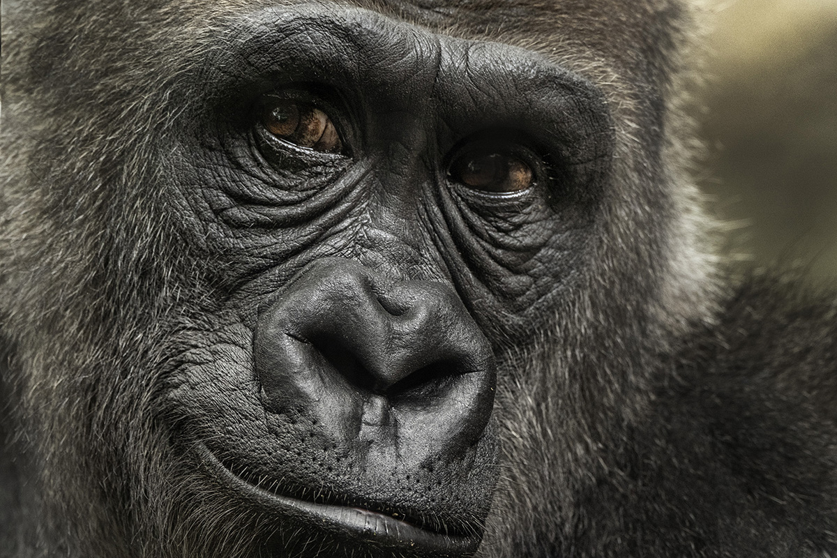 Close-up of a gorilla’s face, showcasing fine detail and emotion, captured with a Tamron 150-500mm lens for Fujifilm X Series. ©Ken Hubbard.