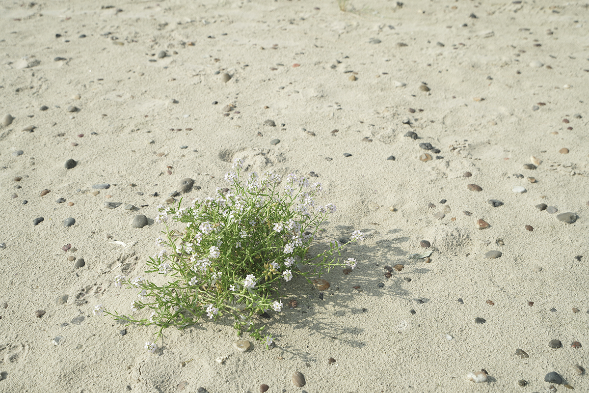 Une petite plante verte avec de minuscules fleurs blanches pousse sur une surface sablonneuse parsemée de cailloux.