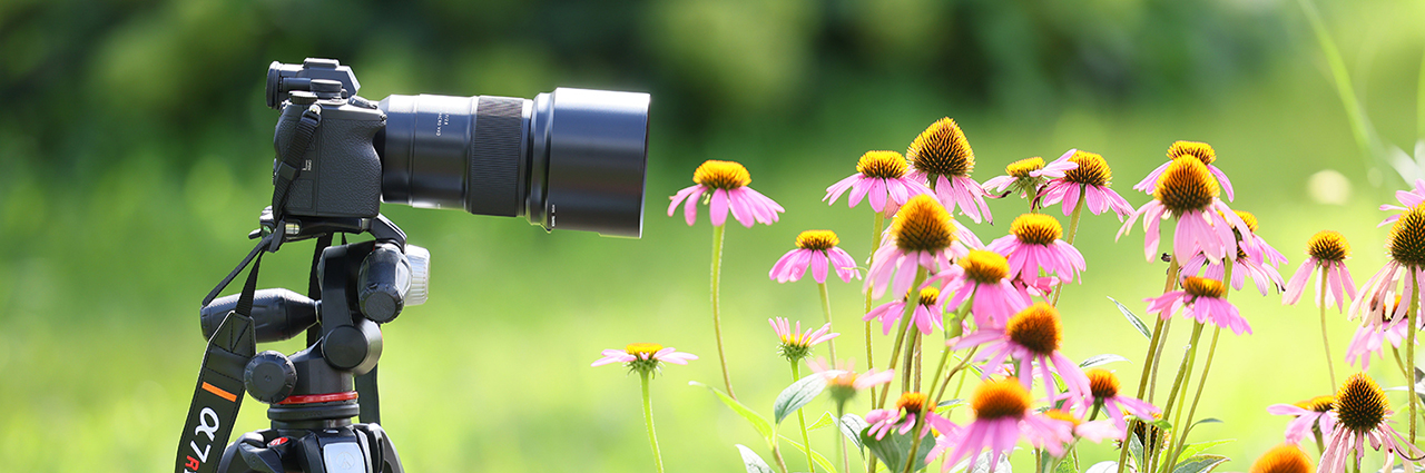 A camera equipped with one of the best macro lenses for flower photography mounted on a tripod pointed at vibrant pink flowers.