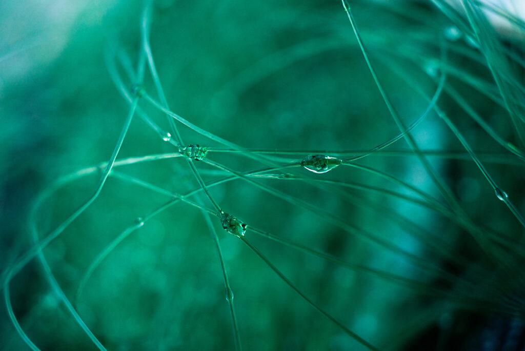 A close-up of delicate green stems intertwined with small water droplets.