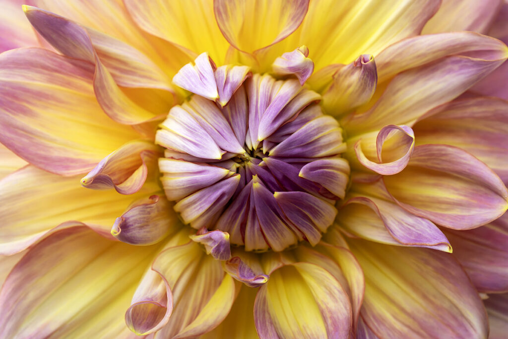 A close-up shot of purple and yellow flower petals taken with a Tamron lens for Sony E-mount.