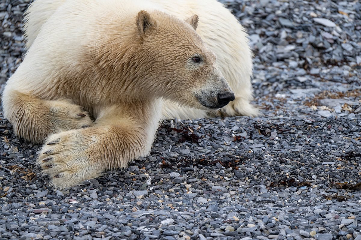 A polar bear with damp fur resting on a rocky shoreline shot using one of the best Nikon Z lenses for wildlife.