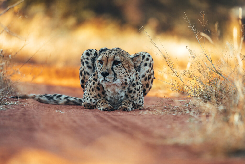 A cheetah resting on a dusty red path surrounded by dry grass and golden sunlight photographed with one of the best lenses for Sony E-mount.