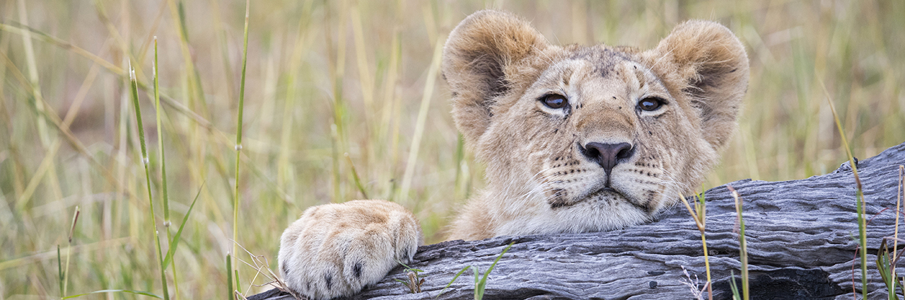 Lion cub resting on a tree stump.