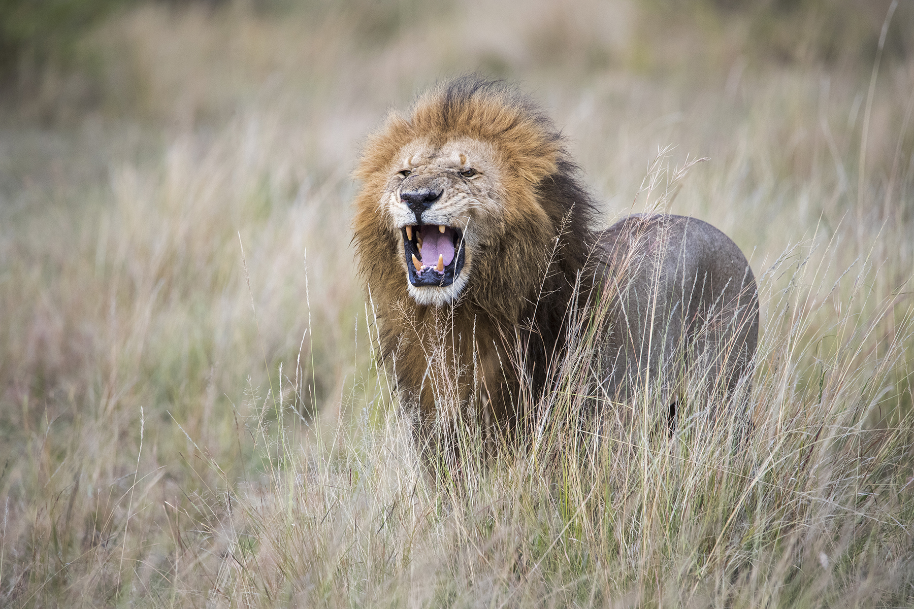 Stunning lion photographed in the wild using the Tamron 150-600mm super telephoto zoom lens for DSLR cameras.