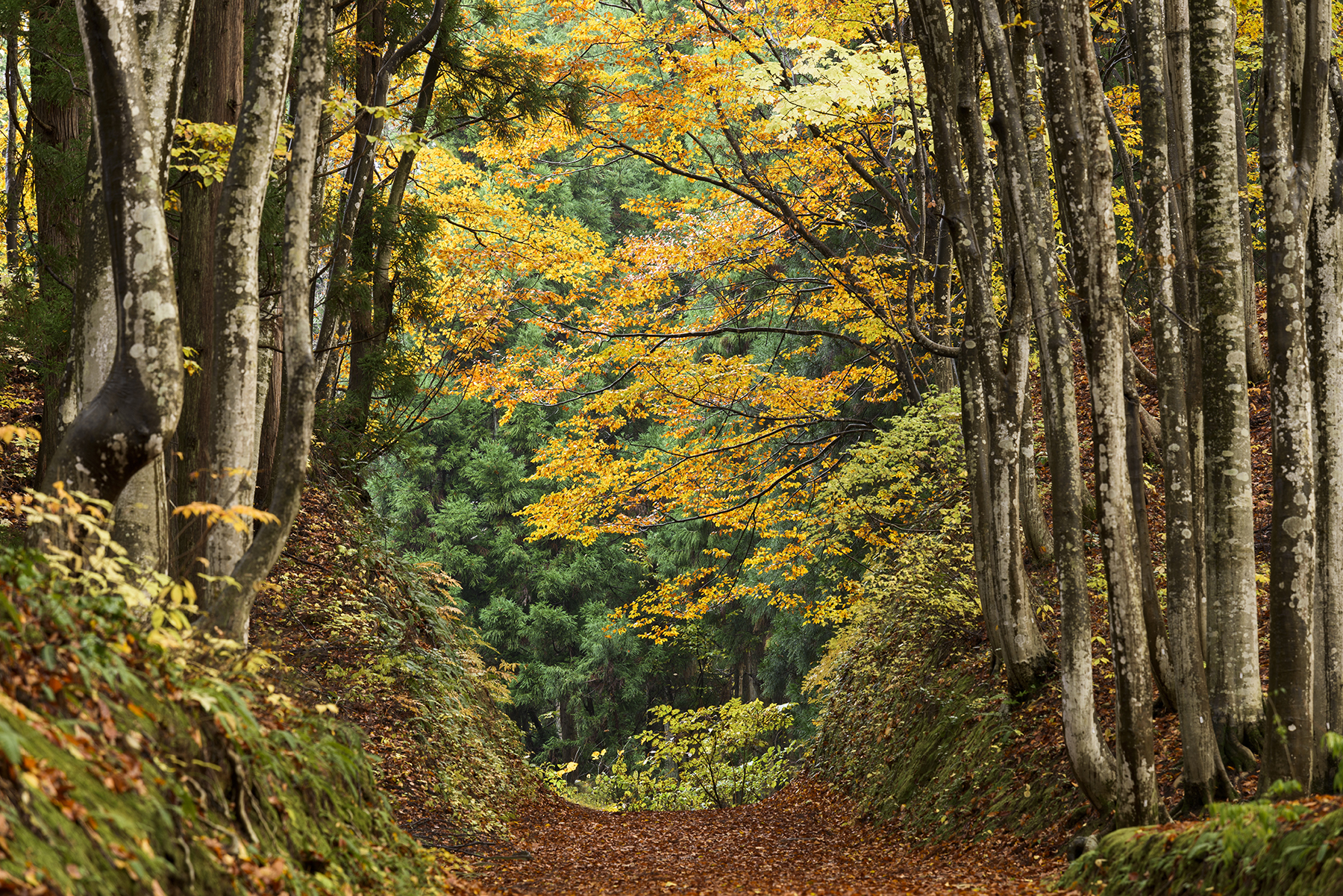 Tranquil forest path adorned with vibrant autumn foliage, creating a serene and picturesque natural escape, shot with Tamron 70-200mm for DSLR cameras.