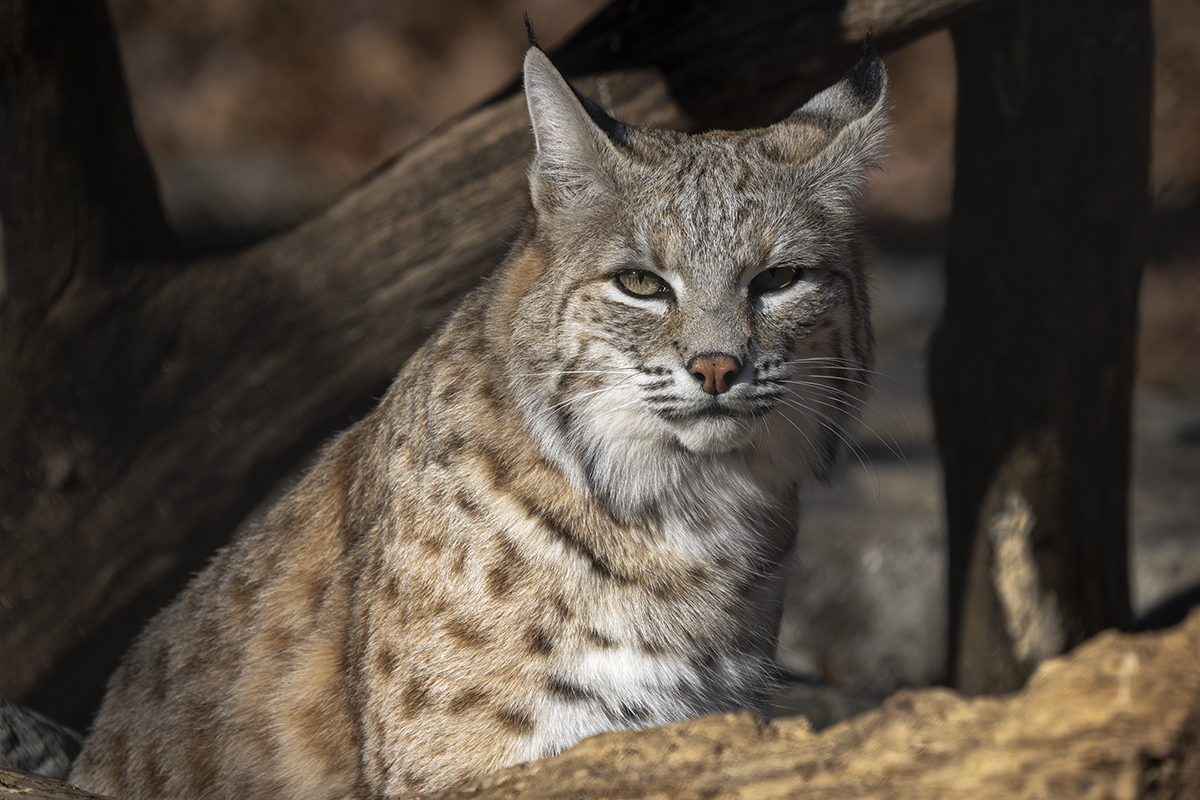 Wildlife Photography Tips: Photograph Wolves & Bobcats in Zoos & Preserves