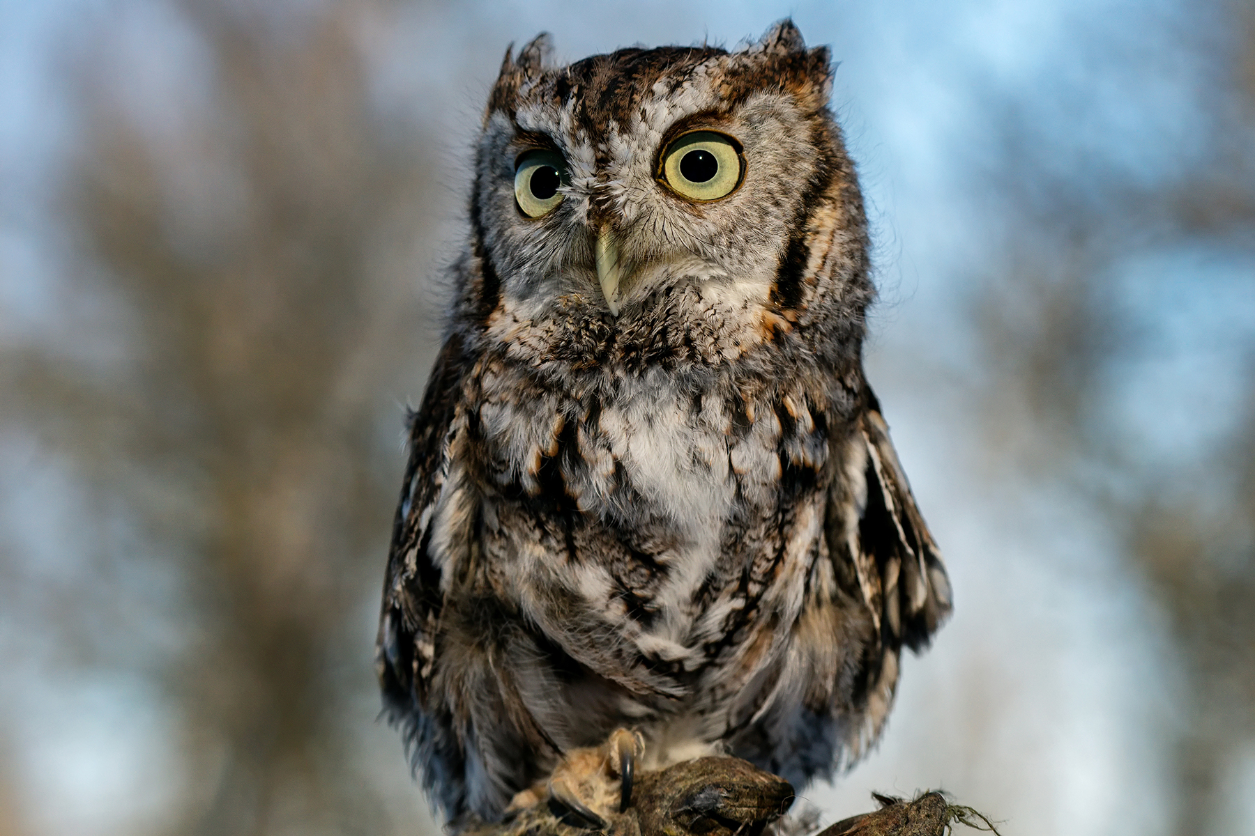 Gros plan d'un petit-duc alerte perché sur une branche sur un fond naturel flou.