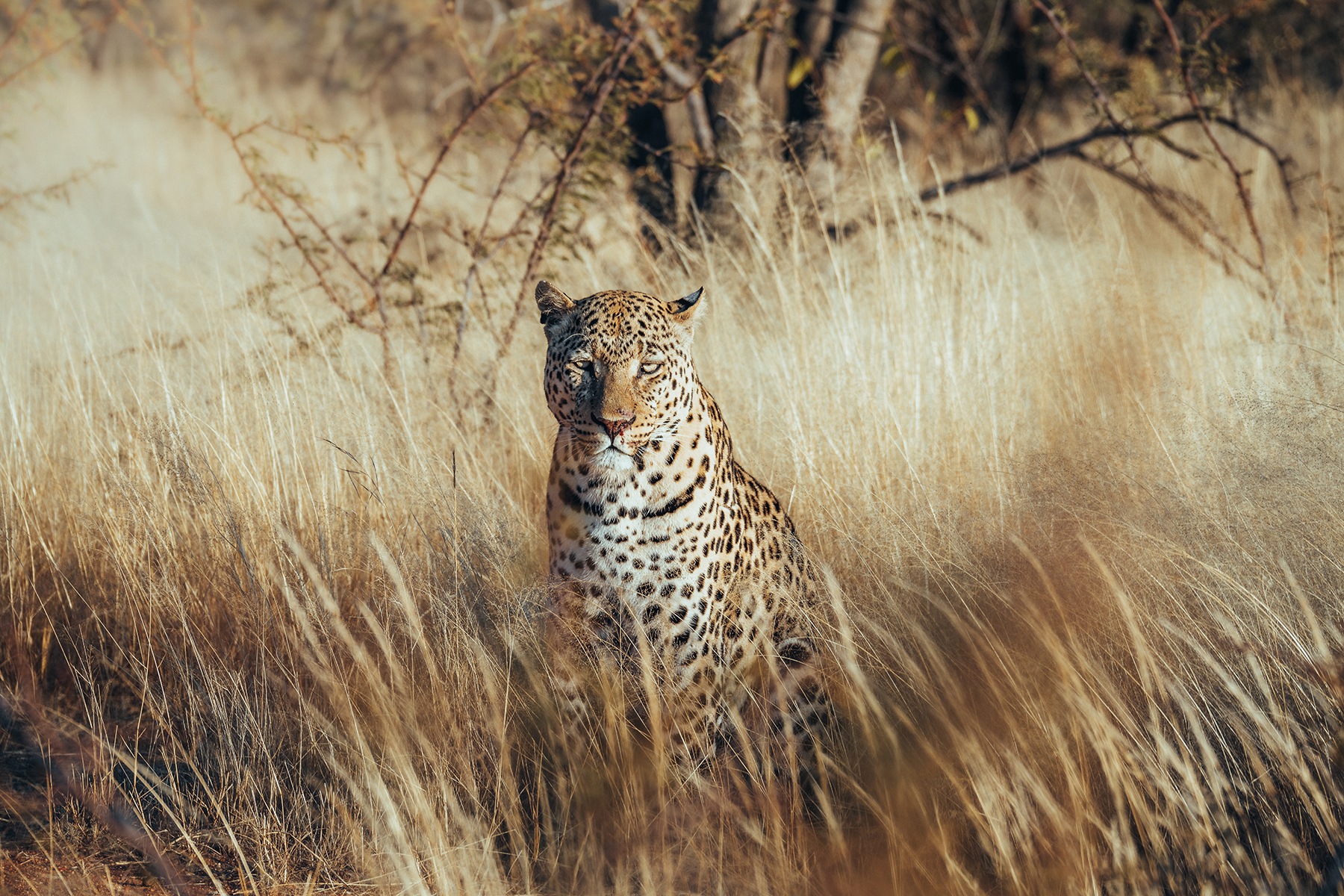 Un léopard se reposant au milieu de hautes herbes dorées dans un paysage de savane.