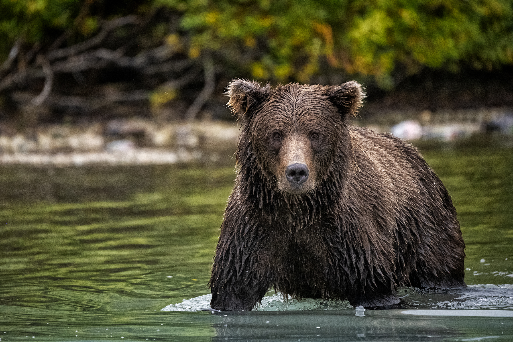 Un ours brun mouillé se tenant dans une rivière calme, regardant droit devant lui sur fond de forêt.