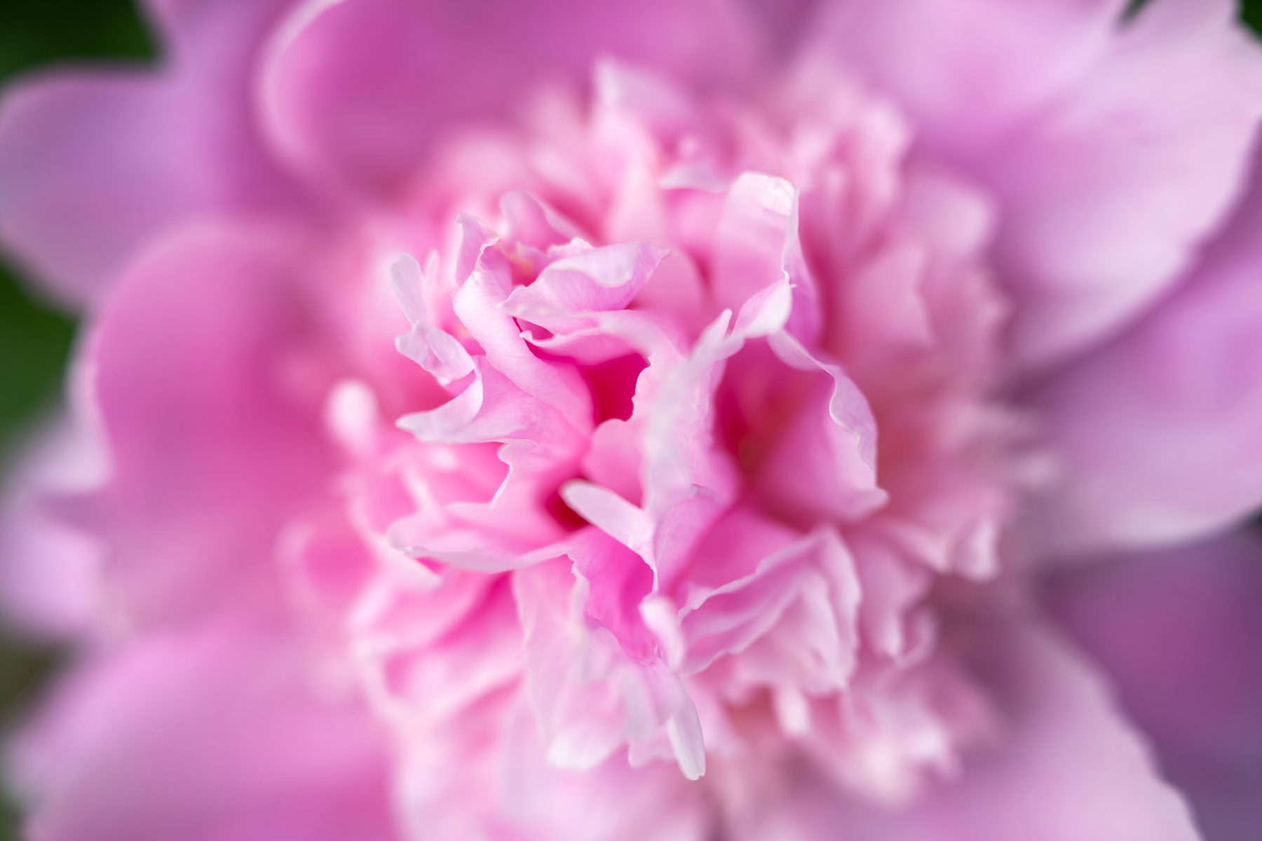 Gros plan sur une fleur rose vif aux pétales délicats et ébouriffés.