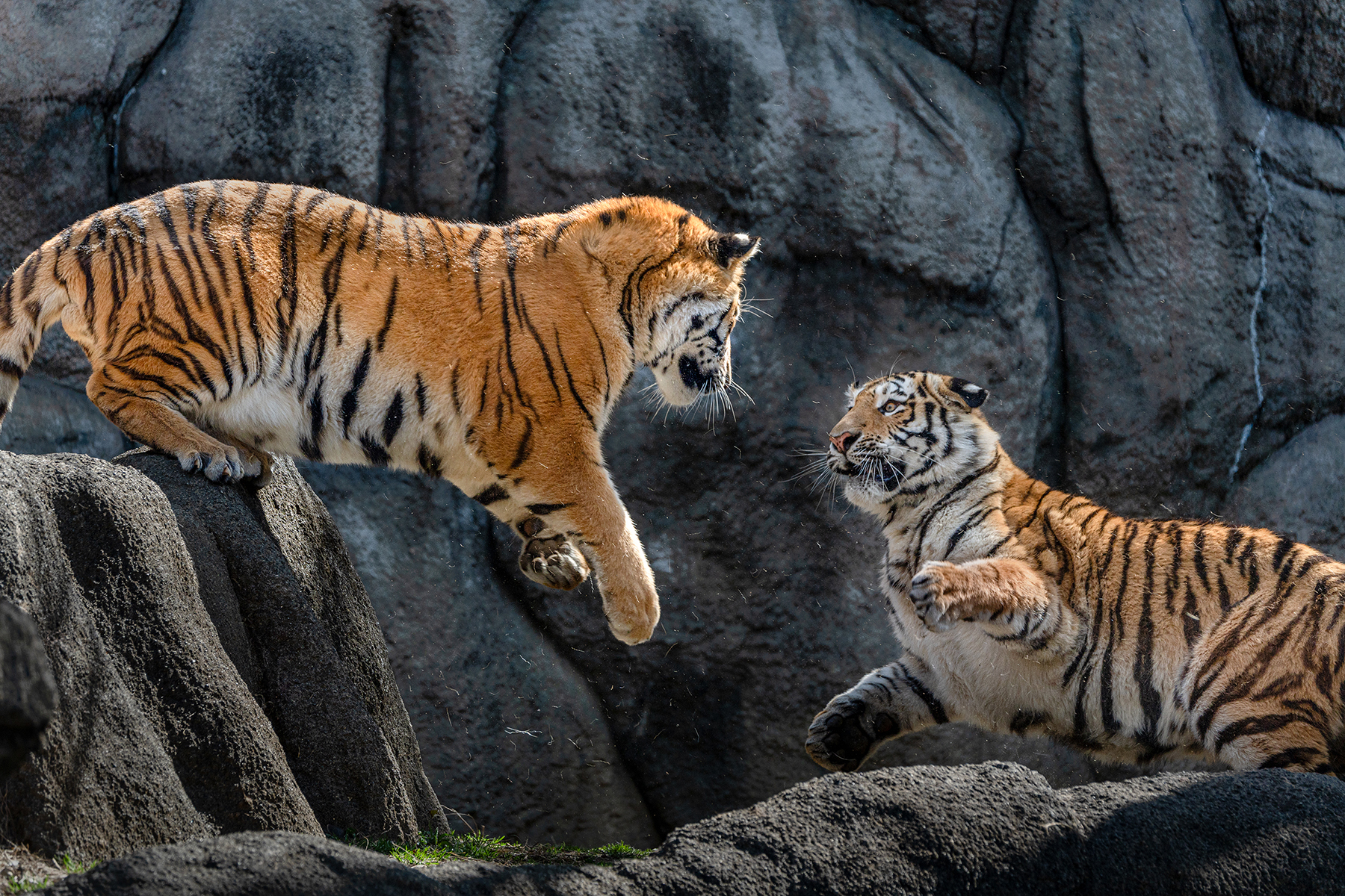 Deux tigres se livrent à une interaction intense sur un terrain rocailleux.