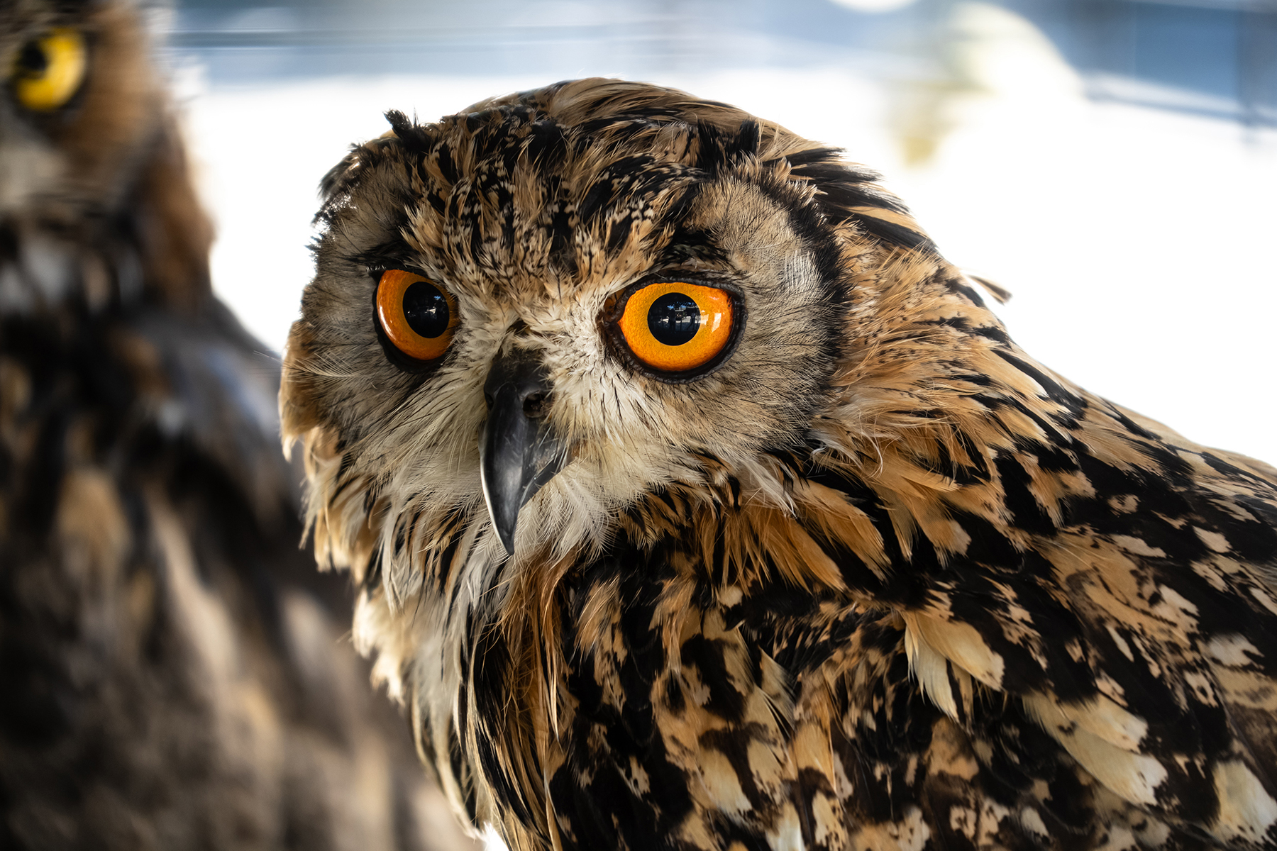 Gros plan d'un hibou aux yeux orange et aux plumes détaillées.