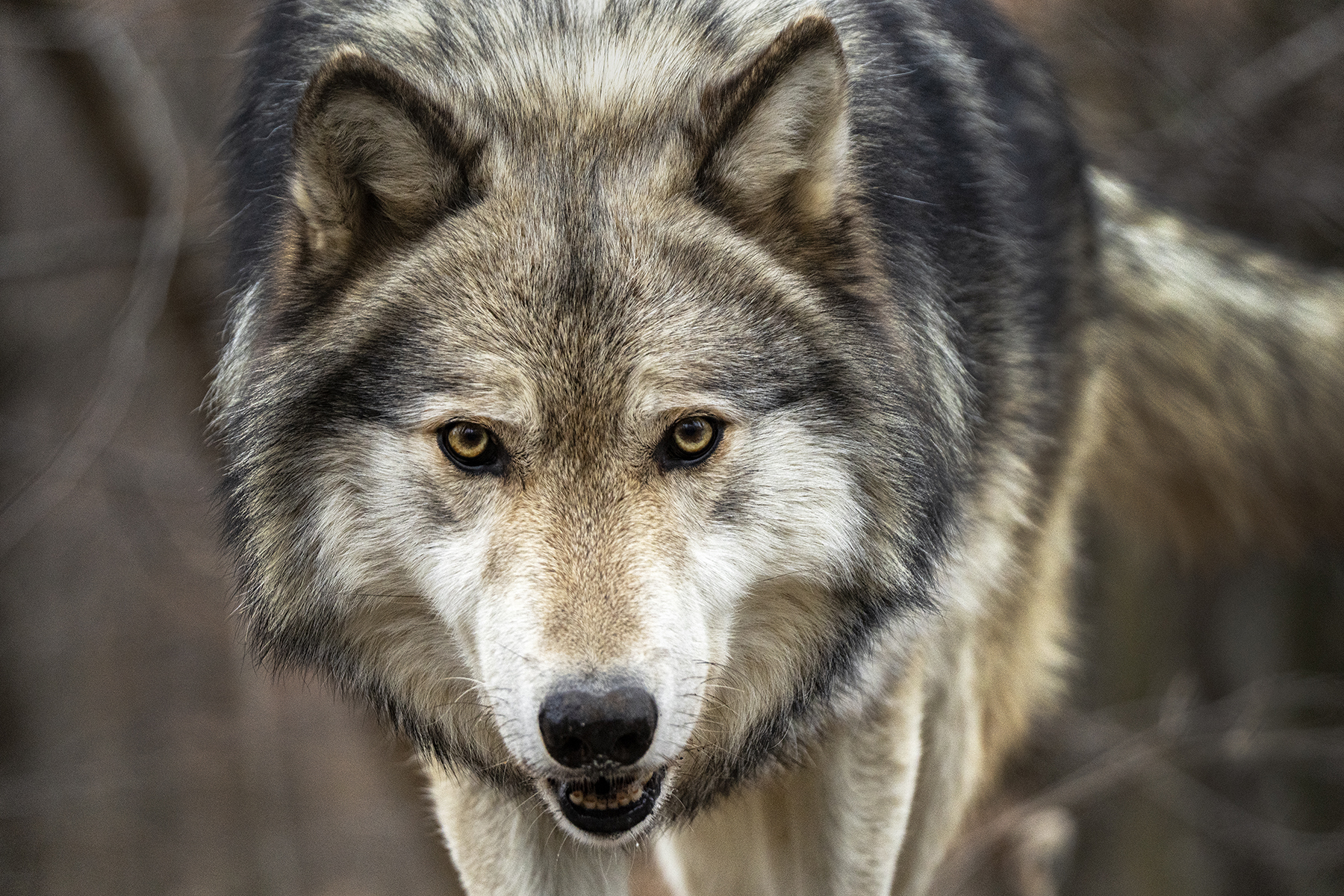 Gros plan d'un loup aux yeux dorés perçants et à l'expression concentrée et intense.