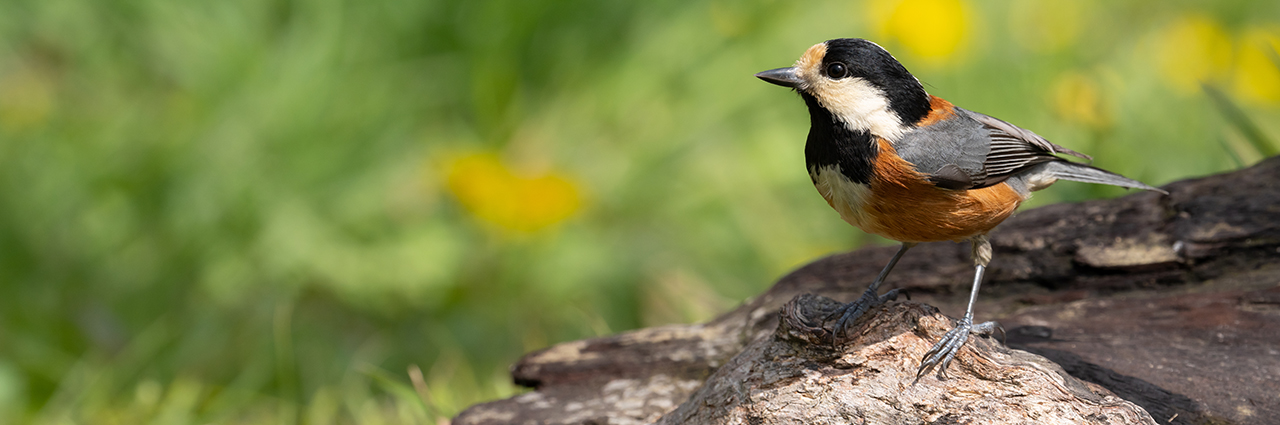 A small bird perched on a log with a vibrant green and yellow blurred background.